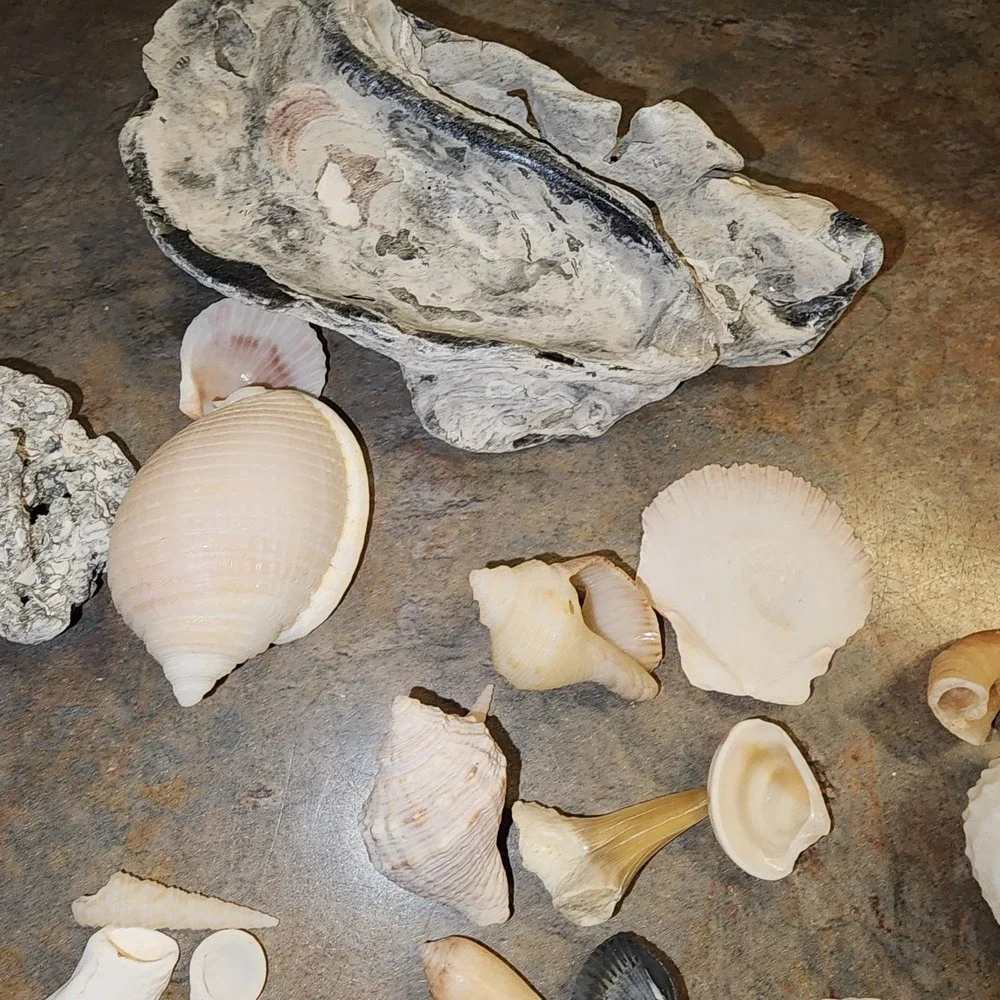 Beautiful Sea Shells Lot- Some Unique & Rare Shark teeth Aquarium Nautical Decor